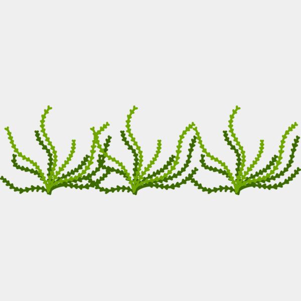 Sea Plant Miniaturansicht