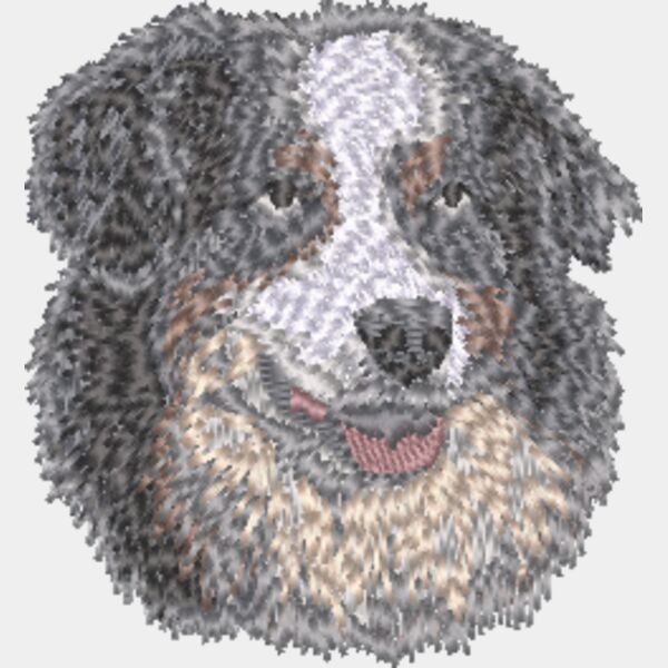 Australischer Schäferhund Kopf 2 Miniaturansicht