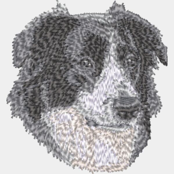 Australischer Schäferhund Kopf 4 Miniaturansicht