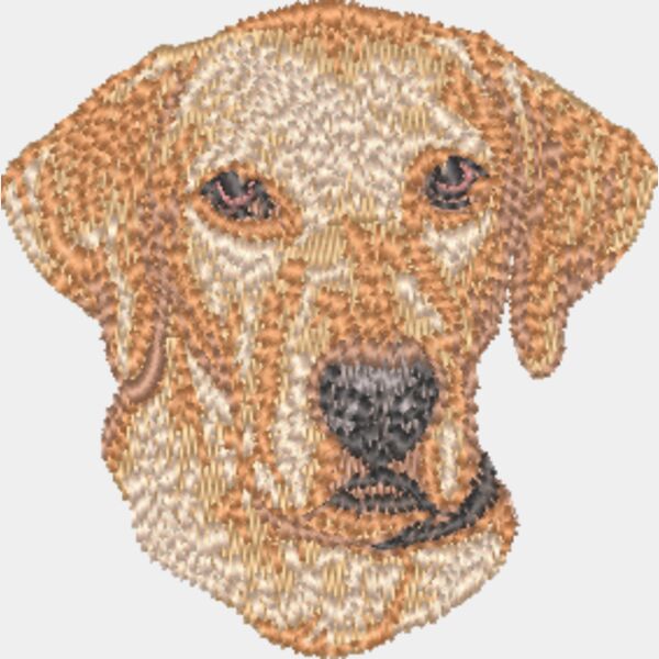 Rhodesian Ridgeback Kopf 2 Miniaturansicht