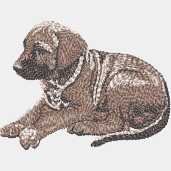 Rhodesian Ridgeback Welpe 1 Miniaturansicht